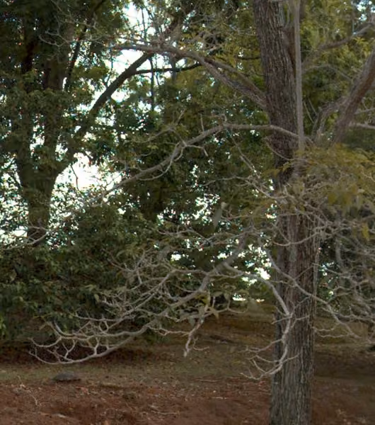 tree photo