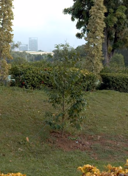 tree photo